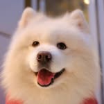 Elliott Minghou YE - @elliott.yipp - Instagram