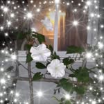 Helen Ellis Barnes - @helen4709 - Instagram