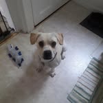 Ellis Boyle - @josiethegoat1406 - Instagram