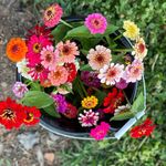 Andreia Ellis Collins - @collinsflowerpatch - Instagram