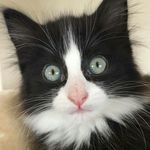 ellis davidson - @animals_ellis - Instagram