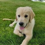 DIGGS ELLIS - @diggsgoldenretriever - Instagram