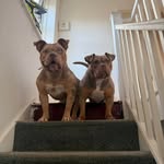 Ellis Hall - @gxr_pocketbullies - Instagram