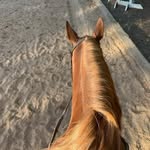 Hadley Ellis hicks - @hadleys_equine - Instagram