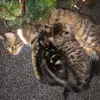 Ellis High - @ellis.high - TikTok