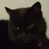 ellishood - @ellishood - TikTok