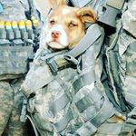 Ellis Knowles - @militarykid002 - Instagram