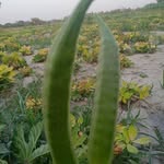 @passmore_ellisabett - Instagram