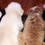 Cookie + Elly - @cookieandelly - Instagram