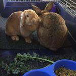 Elly And Cooper Hewitt - @elly.cooper_bunnies - Instagram
