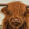 ellydavis6 - @ellydavis6 - TikTok