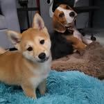 Kelly, Hope & Yeoboo - @kelly.hope_ - Instagram