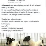 elisa ragonese - @ellyjackrussel - Instagram
