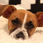 Elly_jack Russell - @elly_jack_russell - Instagram