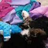 EllyKelly1126 - @ellykelly1126 - TikTok
