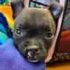 Elly Mae - @ellymaeamericanbully - TikTok