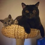 Elly Mae♀ Ozzy Ken♂ Immy Liv♀ - @elly.ozzy.immy - Instagram