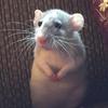 Cheeseboi(ratsarecute) - @ellypotter2 - TikTok