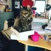 Ellie savage  - @sushi_cupcake101 - TikTok