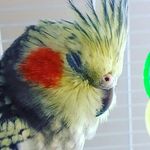 Elma - @elma_bird - Instagram