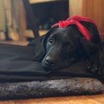 Elma The Labrador 🐶 - @elma_theblacklab - Instagram