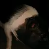 Frank and Elma - @franky_and_elma - TikTok