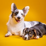 Elma & Milo 💛 Welsh Corgi Cardigans - @elmaandmilo - Instagram