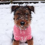 Velma the Welsh Terrier 🏴󠁧󠁢󠁷󠁬󠁳󠁿 - @velmathewelsh - Instagram