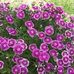 Elma Wheeler - Facebook