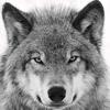 Elma - @elma_wolf - TikTok
