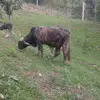 elmar alvarez - @jhon.pech1 - TikTok