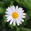 sert_elmass - @sert_elmass - TikTok