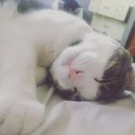 Elmer Allen - @checkmeowt_melmus_ - Instagram
