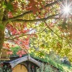 Elmer Fox 909 - @ashleyelliott4166581 - Instagram