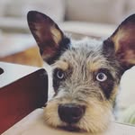 Elmer Fox - @elmer_the_wise_ - Instagram