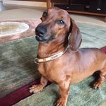 Elmer Gus Gus Fudd - @elmerlongdog - Instagram
