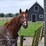 Jelmer Van Mossevelde - @vanmosseveldejelmer - Instagram