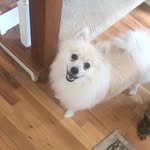 Elmer Page🐾 - @elmerthepomeranian - Instagram