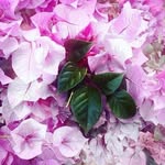 @elmerpecka - Instagram