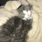 Mr. Elmer - @mr.elmer_poppi_pierce - Instagram