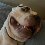pierce - @pierce.elmer - Instagram
