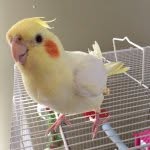 Piper And Elmer - @piper_elmer_cockatiel_quaker - Instagram