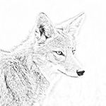 Elmer Shaw - @wildcoyotewoodworks - Instagram