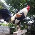 Elmer Tan - Facebook
