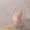 elmertan - @elmertan919191 - TikTok