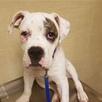 Arnold Elmer Hess-Wagner - @arnold_bulldog2 - Instagram