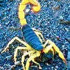 Scorpio knight - @elmerwilliamcarino - TikTok