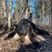 Elmer Wolf - Facebook