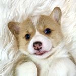 Sir Archibald Elmer Lebron Wooferton Wright - @sirarchibaldthecorgi - Instagram
