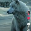 user1989815528862 - @elmir.mammadov - TikTok